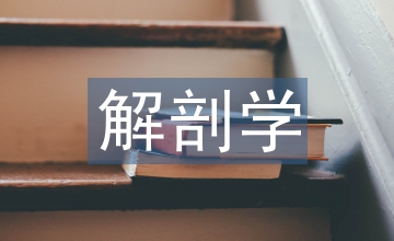 解剖學(xué)實(shí)驗(yàn)教學(xué)實(shí)踐探討